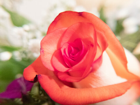 pink rose