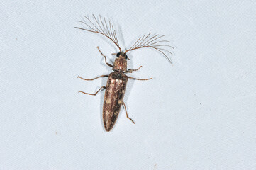 Obraz premium ヒゲコメツキの雄（岡山県・新見市） 