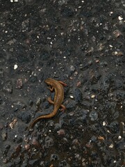 caterpillar on the ground