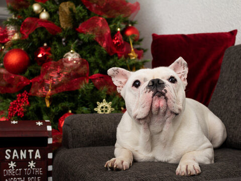 Perro bulldog francés blanco, sentado en sillón con árbol de navidad de fondo con detalles rojos.