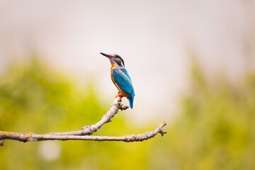 bee eater perched on a branch