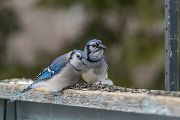 Pair of bluejays on a railing with sunflower seeds