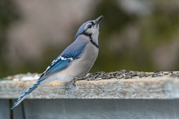 Bluejay swallowing sunflower seeds landscape