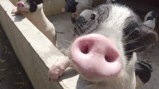 Pig family in mini zoo
