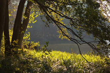 Big green tree near the lake
