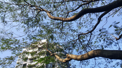 The landscape of branches and leaves of trees