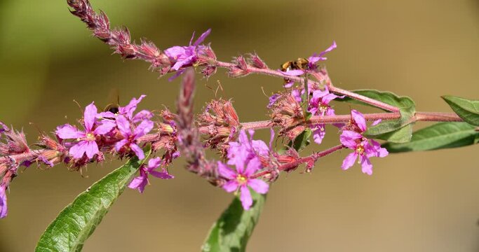 Flowers of the Lythrum salicaria, or purple loosestrife on the Mrežnica River