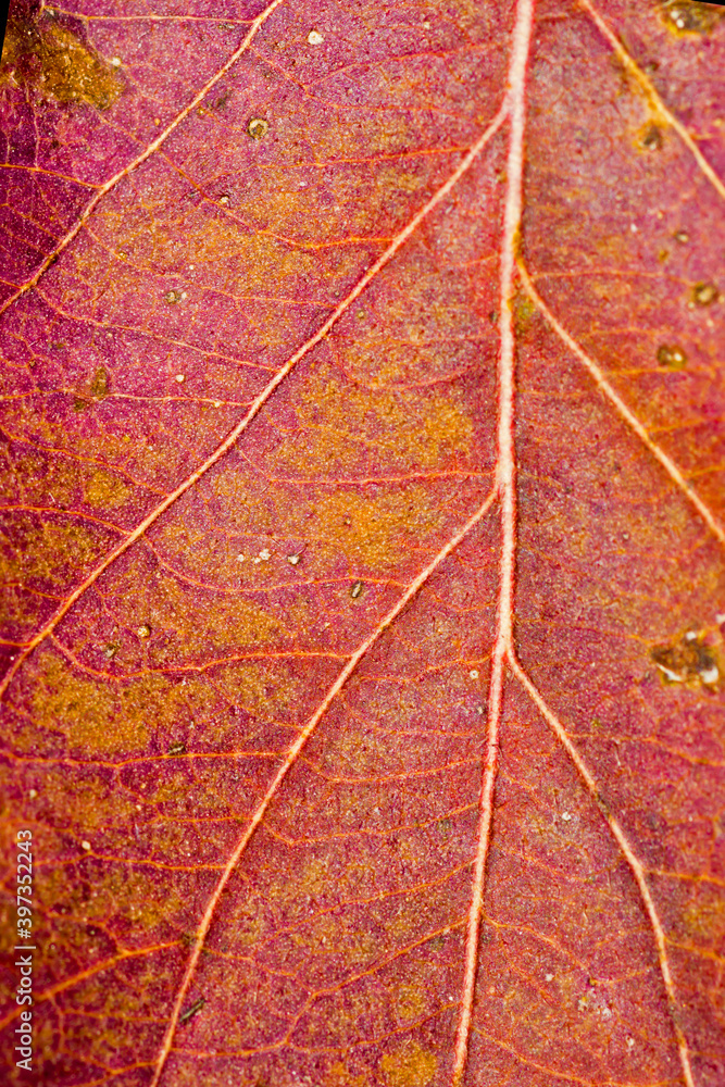 Wall mural macrophotography of a bright red autumn leaf showing veins