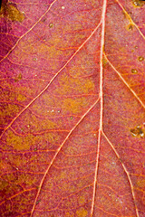Naklejka na ściany i meble Macrophotography of a bright red autumn leaf showing veins