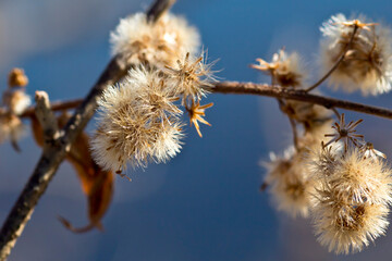 Fluffy white flowers with blue sky background