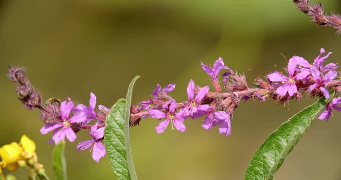 Flowers of the Lythrum salicaria, or purple loosestrife on the Mrežnica River