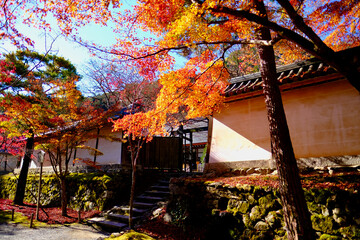 秋の二尊院（紅葉）