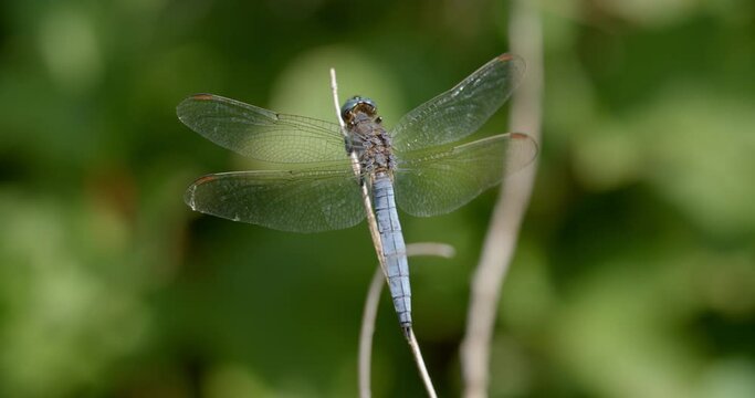 Libellula depressa, the broad-bodied chaser or broad-bodied darter from the Mrežnica River