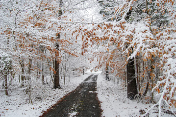 forest road with snow