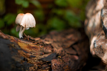 Mushroom on the tree