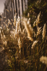 Fototapeta premium reeds in the morning