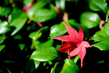 二尊院の山茶花と紅葉