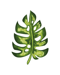 leaf of green color with stem in a white background