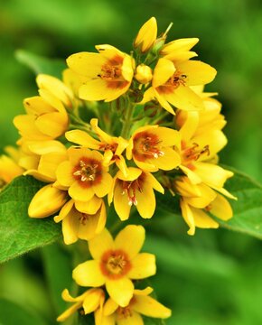 Loosestrife flower (Lysimachia vulgaris) grow in garden. Lysimachia yellow flower medicinal plant on field. Lysimachia flower, common garden loosestrife, yellow nature herb for remedy