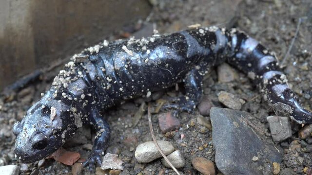 Side closeup of spotted salamander entire body standing in dirt.