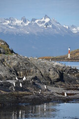 Penguins in Usuahia Argentina 