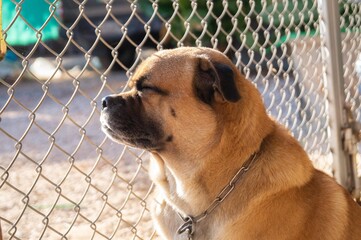 The dog was locked in a cage.