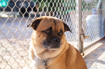 The dog was locked in a cage.