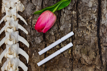 Close up cigarette and the skeleton of a dog's spine on tree bark background with a flower, Quit...