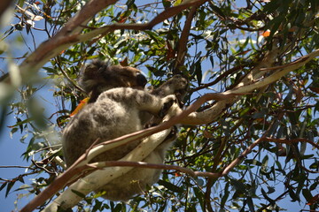 koala in tree