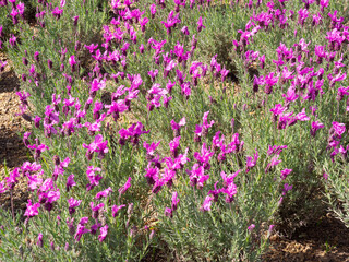 Pink Purple Flowers In A Garden