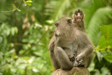 Naklejka na ściany i meble Monkeis at Monkey temple Indonesia 