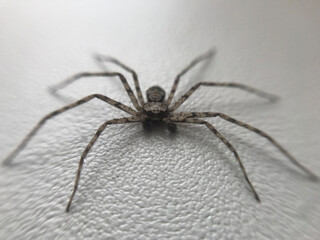 spider on the wall