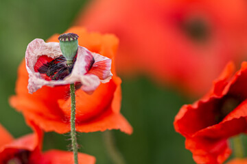 Blütenstempel der Mohnblume