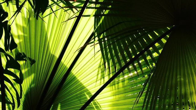 sunlight shining through tropical palm leaf in rainforest