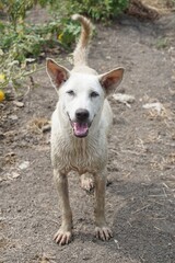 white dog on the ground