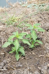 fresh green chili tree in nature garden