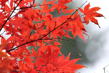 red maple leaves