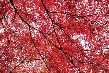 red maple leaf