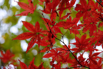 red maple leaves