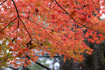 red maple leaves