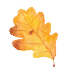 Fototapeta na wymiar Hand drawn watercolor autumn oak leaf.