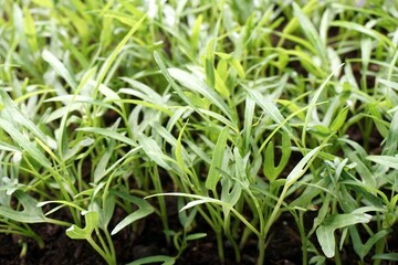 fresh Ipomcea aquatica plant in nature garden