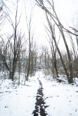 Winter storm snow covered path in the woods