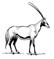 Standing African antelope. Ink black and white drawing © berdsigns
