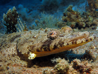 Closeup of a Crocodile fish Papillociliceps longiceps