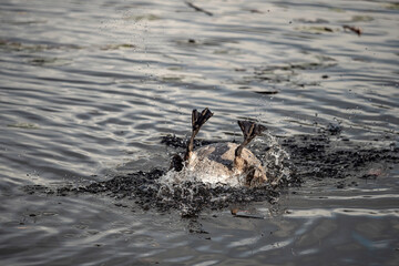 one Canada goose in the pond flips its body upside and down on the water surface while taking a bath