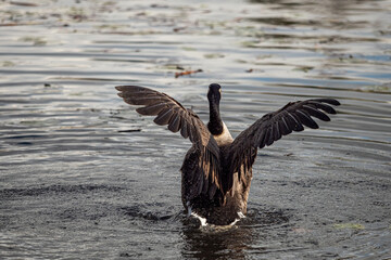 one Canada goose in the pond flipping its wings with upper body out of water to shake off the excessive water on the feather