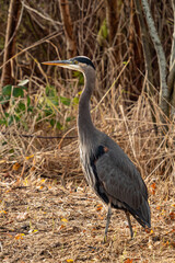 portrait of one great blue heron standing on the brown, tall grasses filled open filed 
