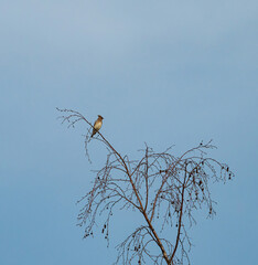 one tiny Cedar waxwing bird resting on the tip of the leafless branches under blue sky in the park