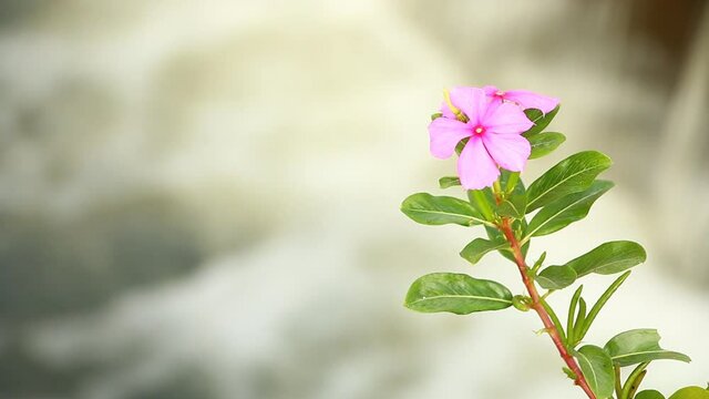 Pink flower with blurred waterfall background , Chiangmai  province Thailand